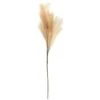 B&M Pampas Stem - Natural -Home Furnishings Store 372800 pampas stem natural
