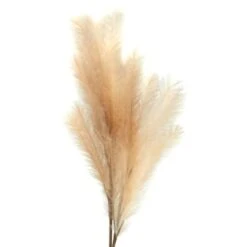 B&M Pampas Stem - Natural 6 B&M Pampas Stem - Natural -Home Furnishings Store 372800 pampas stem natural 2