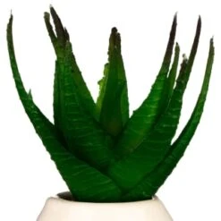 B&M Small Succulent -Home Furnishings Store 380107 small succulent 4