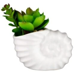 B&M Scandi Shore Small Shell Succulent 17 B&M Scandi Shore Small Shell Succulent -Home Furnishings Store 380110 small shell succulent