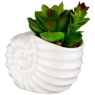 B&M Scandi Shore Small Shell Succulent 6 B&M Scandi Shore Small Shell Succulent - Image 4