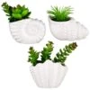 B&M Scandi Shore Small Shell Succulent -Home Furnishings Store 380110 small shell succulent group