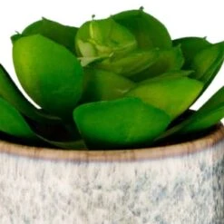 B&M Scandi Shore Succulent -Home Furnishings Store 380125 scandi succulent 2
