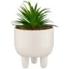 B&M Scandi Shore Succulent In White Pot -Home Furnishings Store 380696 succulent in white pot