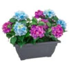 Bloom Basic Window Box - Hydrangea 1 Bloom Basic Window Box - Hydrangea -Home Furnishings Store 392827 basic window box hydrangea