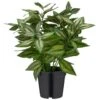 Bloom Basic Plant -Home Furnishings Store 392860 basic plant