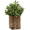 B&M Foliage In Seagrass Pot 2 B&M Foliage In Seagrass Pot -Home Furnishings Store 394344 foliage in seagrass pot