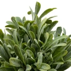 B&M Foliage In Seagrass Pot -Home Furnishings Store 394344 foliage in seagrass pot 2