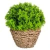 B&M Bush In Seagrass Pot 2 B&M Bush In Seagrass Pot -Home Furnishings Store 394693 bush in seagrass pot