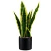 B&M Snake Plant In Pot -Home Furnishings Store 394719 snake plant in pot