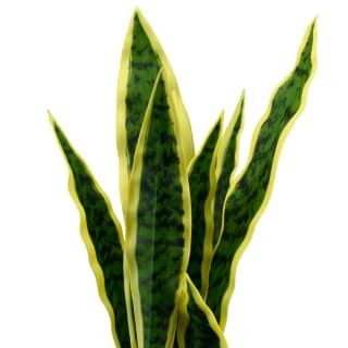 B&M Snake Plant In Pot 4 B&M Snake Plant In Pot - Image 2